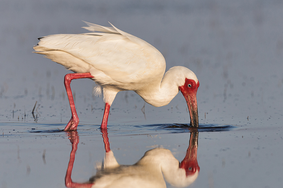 White Ibis with Scarlet Face