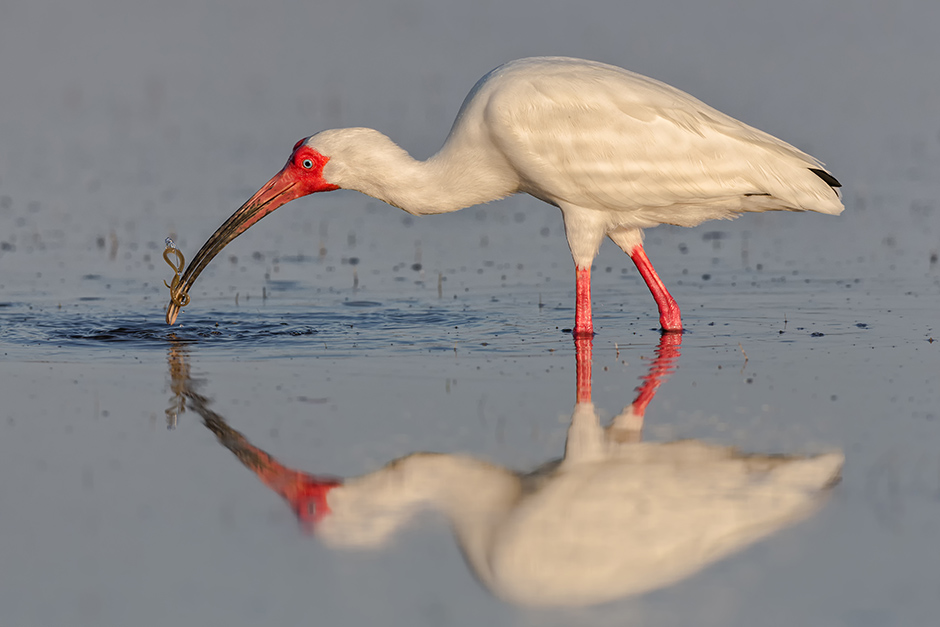 White Ibis with Worm