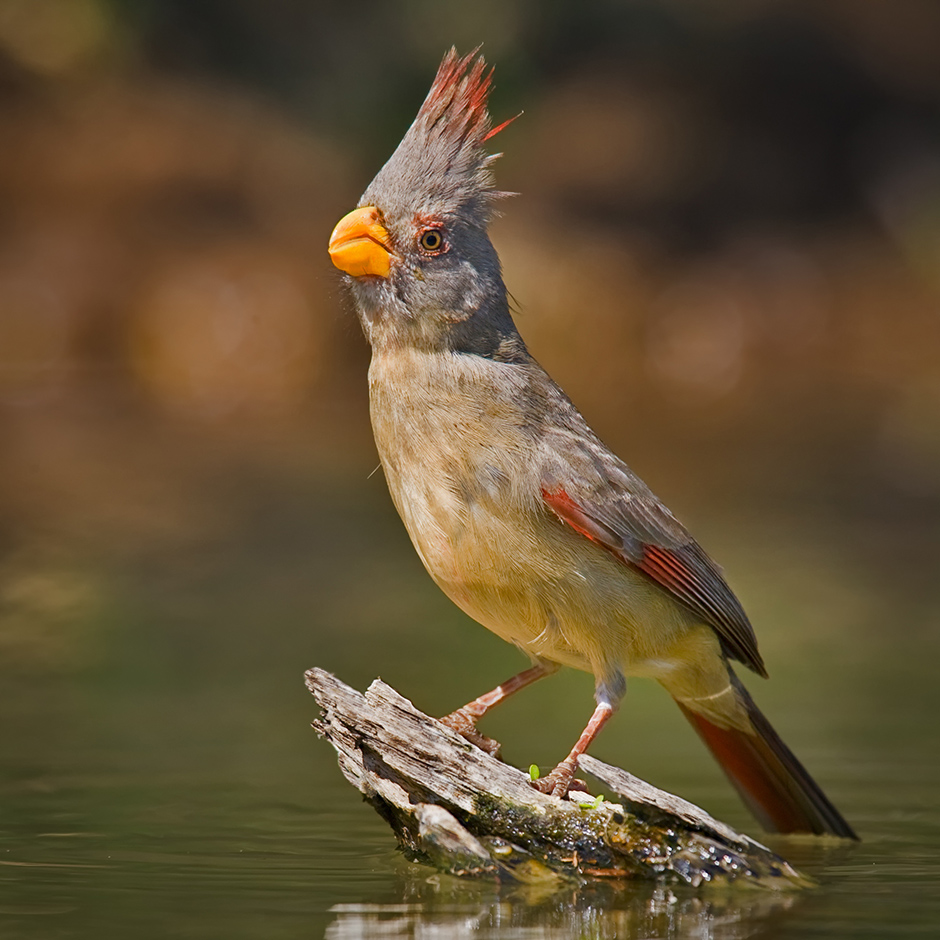 The Pyrrhuloxia is a medium size song bird related to the Northern Cardinal. this bird is a little over 8 inches and is sometimes called the Desert Cardinal. It can be found in desert scrub and mesquite thickets of the American southwest and Northern Mexico.