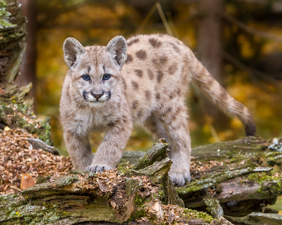 Bobcats range from southern Canada to central Mexico. Bobcats have a gray to brown coat, whiskered face and black tufted ears. They are twice the size of a domestic cat.