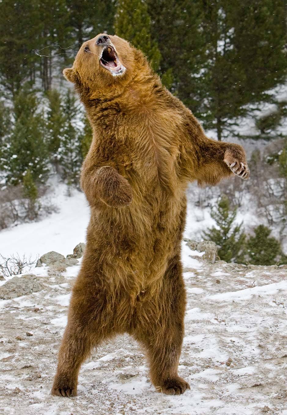 Grizzly Standing