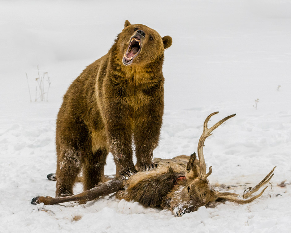 Grizzly bear feeding on an elk carcass in the snow.