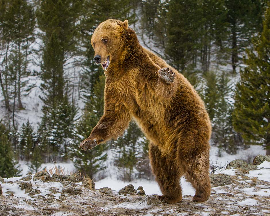 Full grown grizzly bear lunging forward.