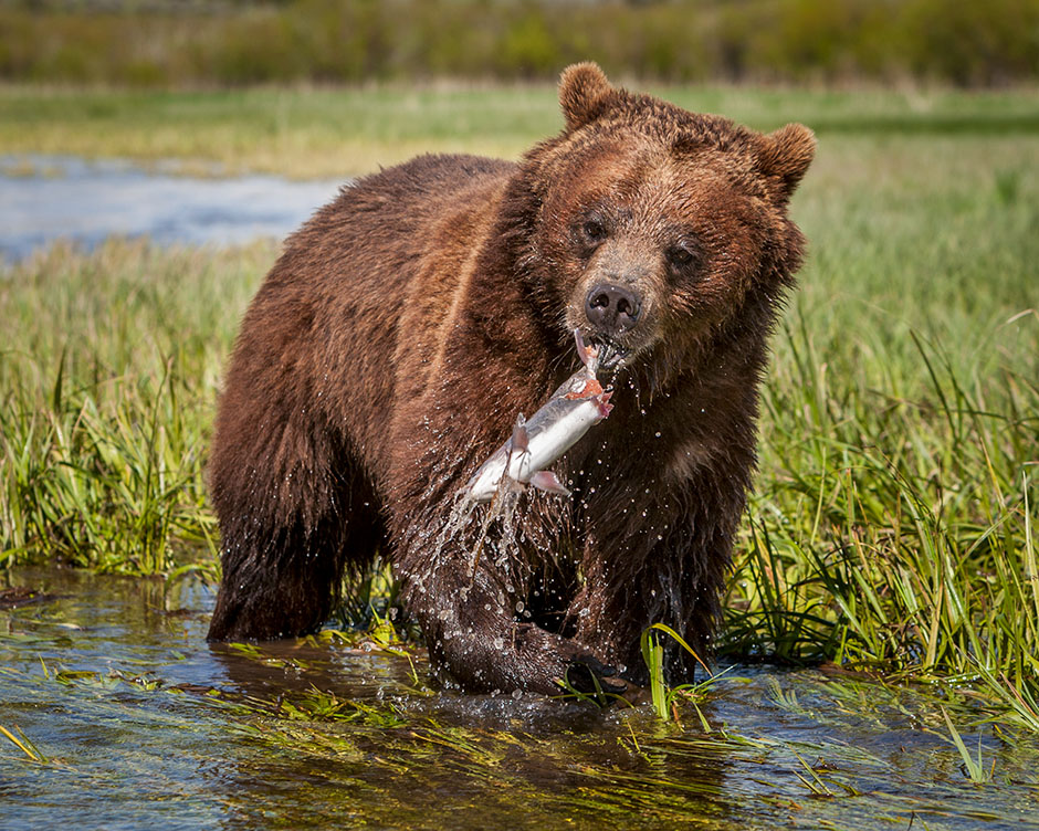 Grizzly Bear fishing in a stream catches a trout.