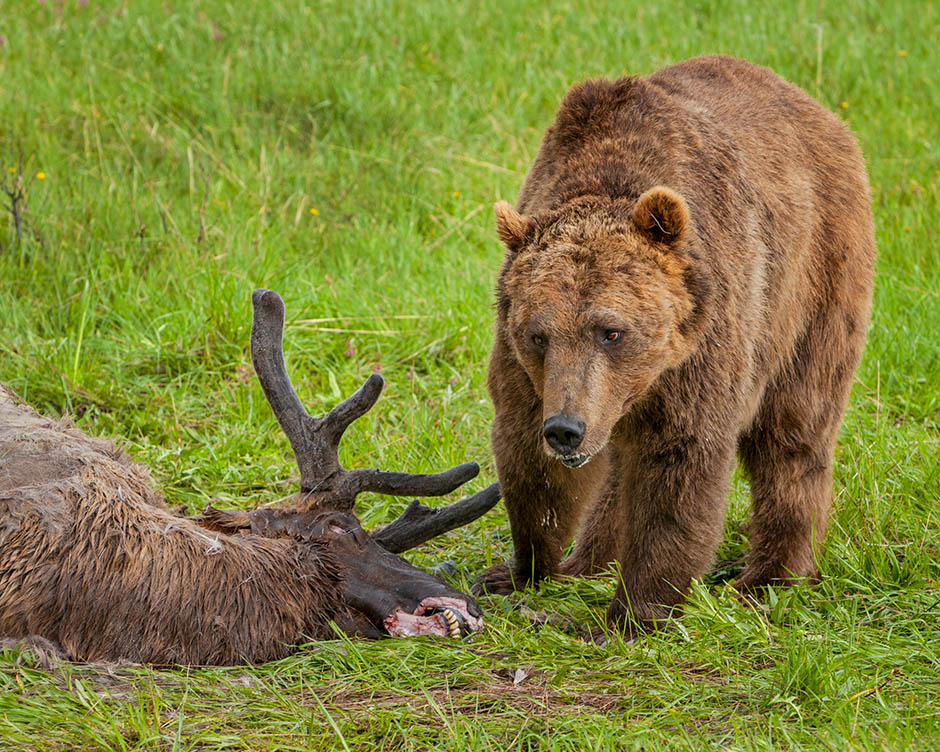 Grizzly Inspecting Elk
