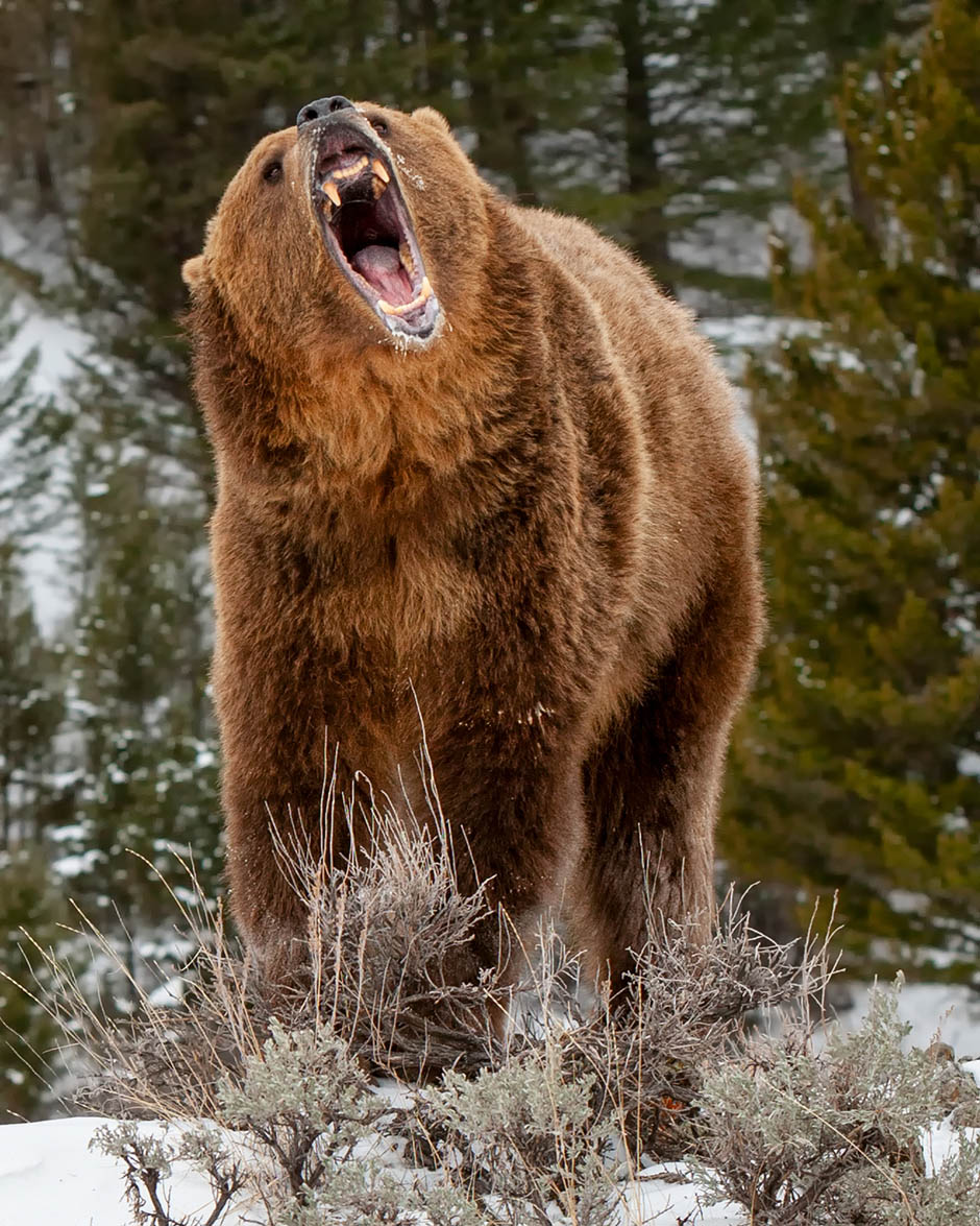 Grizzly Bear growling.