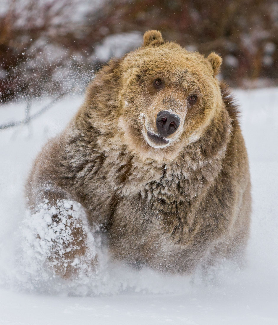 Grizzly Bear running on the snow in the winter forest.