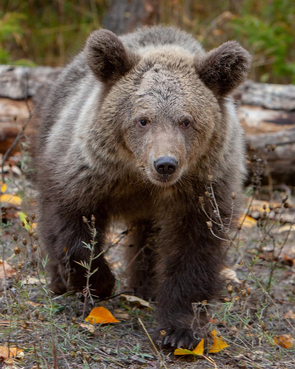 A close-up photo of a grizzly bear cub.