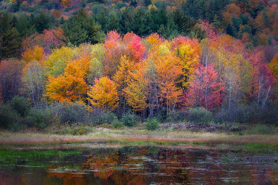 Burst of fall color in New Hampshire.