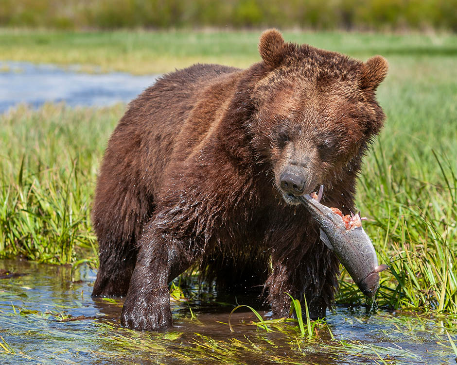 A grizzly bear catching a trout in a stream.