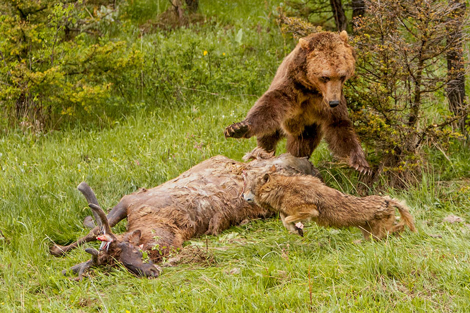 Grizzly Bear and wolf fighting over an elk carcass.