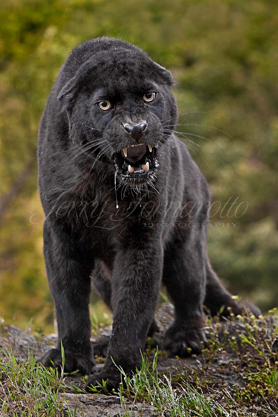 The Black panther is a rare, fearless, powerful and intelligent animal.  It is one of the most aggressive and most feared animals in the world.  The black panther is not a distinct animal species though.  The term black panther is commonly used for one or several kinds of closely related all-black big cats