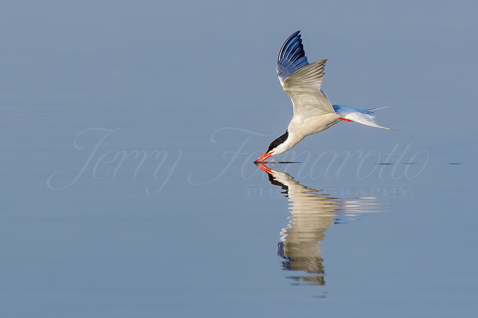Common Tern skimming along the surface of a fresh water pool of water.