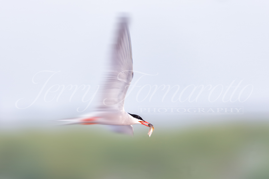 Common Tern zooming by.