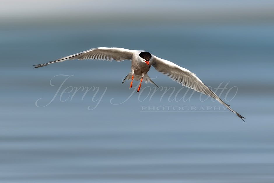 Common Tern flying over the ocean searching for food.