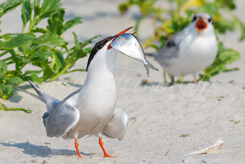 A Common Tern bringing food for it's chick.